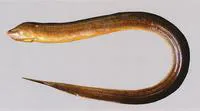 Asian swamp eel (Monopterus albus)