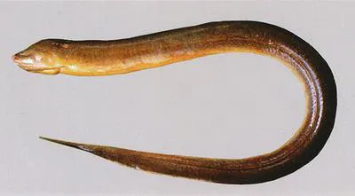 Asian swamp eel (Monopterus albus)