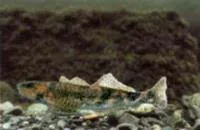 Asprete (Romanichthys valsanicola)