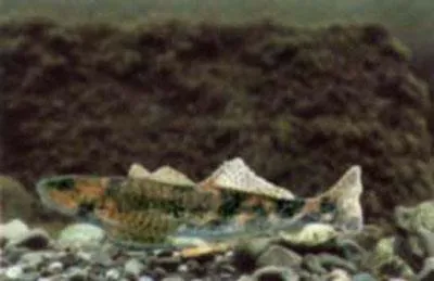 Asprete (Romanichthys valsanicola)