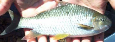 Assamese kingfish (Cyprinion semiplotum)