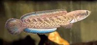 Assamese snakehead (Channa stewartii)