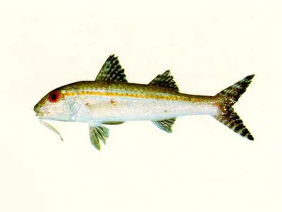 Asymmetrical goatfish (Upeneus asymmetricus)