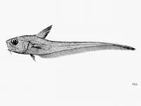 Atacama grenadier (Nezumia pudens)