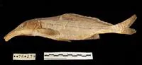 Athi elephant-snout fish (Mormyrus tenuirostris)