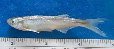 Athi sardine (Neobola fluviatilis)