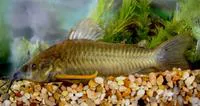 Atipa (Hoplosternum littorale)