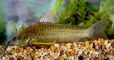 Atipa (Hoplosternum littorale)