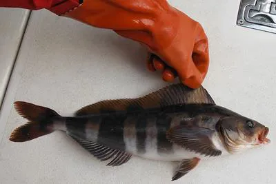 Atka mackerel (Pleurogrammus monopterygius)