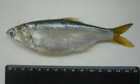 Atlantic anchoveta (Cetengraulis edentulus)