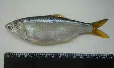 Atlantic anchoveta (Cetengraulis edentulus)