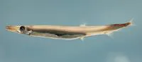 Atlantic barracudina (Lestidium atlanticum)