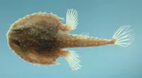 Atlantic batfish (Dibranchus atlanticus)