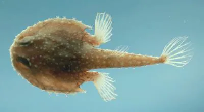 Atlantic batfish (Dibranchus atlanticus)
