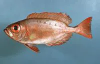 Atlantic bigeye (Priacanthus arenatus)