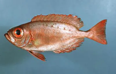 Atlantic bigeye (Priacanthus arenatus)