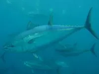 Atlantic bluefin tuna (Thunnus thynnus)