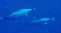 Atlantic bonito (Sarda sarda)
