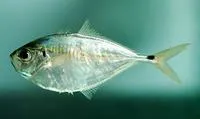 Atlantic bumper (Chloroscombrus chrysurus)