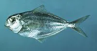Atlantic butterfish (Peprilus triacanthus)