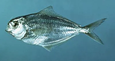 Atlantic butterfish (Peprilus triacanthus)