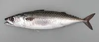 Atlantic chub mackerel (Scomber colias)