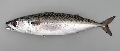 Atlantic chub mackerel (Scomber colias)