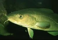 Atlantic cod (Gadus morhua)