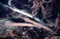 Atlantic cornetfish (Aulostomus strigosus)