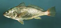 Atlantic croaker (Micropogonias undulatus)
