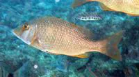 Atlantic emperor (Lethrinus atlanticus)