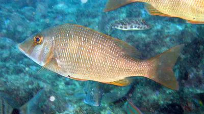 Atlantic emperor (Lethrinus atlanticus)