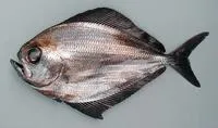 Atlantic fanfish (Pterycombus brama)