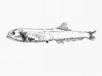 Atlantic fangjaw (Gonostoma atlanticum)