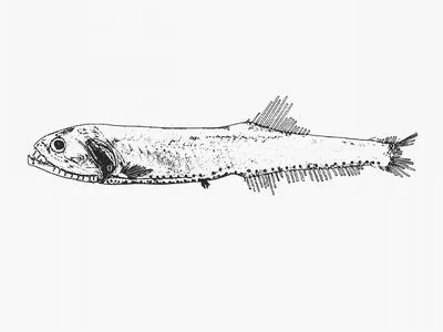 Atlantic fangjaw (Gonostoma atlanticum)