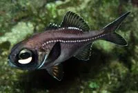 Atlantic flashlightfish (Kryptophanaron alfredi)