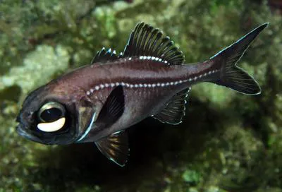Atlantic flashlightfish (Kryptophanaron alfredi)