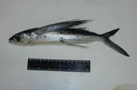 Atlantic flyingfish (Cheilopogon melanurus)