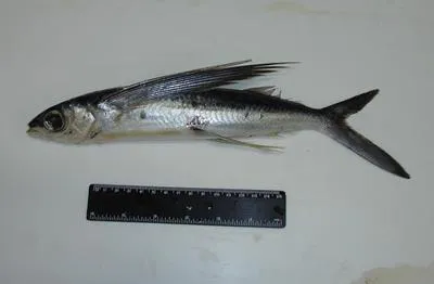 Atlantic flyingfish (Cheilopogon melanurus)