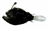 Atlantic footballfish (Himantolophus groenlandicus)