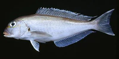 Atlantic goldeneye tilefish (Caulolatilus chrysops)