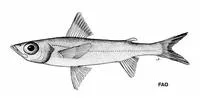 Atlantic greeneye (Chlorophthalmus atlanticus)