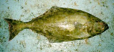Atlantic halibut (Hippoglossus hippoglossus)