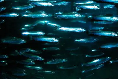 Atlantic herring (Clupea harengus)