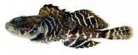 Atlantic hookear sculpin (Artediellus atlanticus)