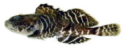 Atlantic hookear sculpin (Artediellus atlanticus)