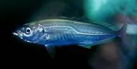 Atlantic horse mackerel (Trachurus trachurus)