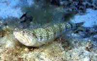 Atlantic lizardfish (Synodus saurus)