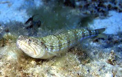 Atlantic lizardfish (Synodus saurus)