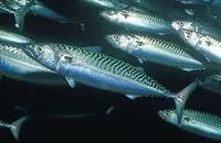 Atlantic mackerel (Scomber scombrus)